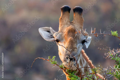 Tall and elegant giraffe in the wild