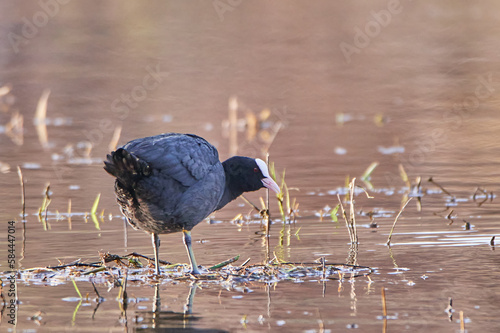 Coots on the lake. Ducks. photo