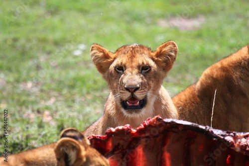 Close-up of a lion cub looking over buffalo carcass
