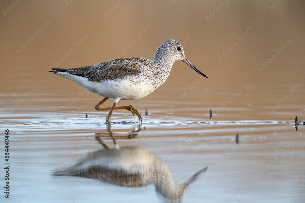 Waders or shorebirds, the common greenshank (Tringa nebularia). Waders or shorebirds, the common greenshank (Tringa nebularia).