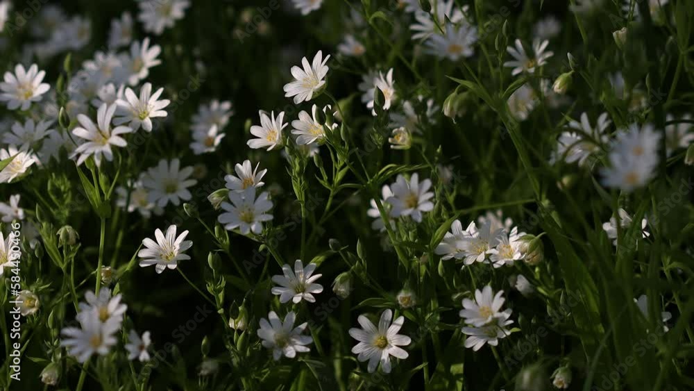 Beautiful white flowers are illuminated by the sun. Lots of green grass and leaves. Beautiful spring meadows are covered with flowers. Flowering of different plants. Beautiful white flowers are illuminated by the sun. Lots of green grass and leaves. Beautiful spring meadows are covered with flowers. Flowering of different plants.