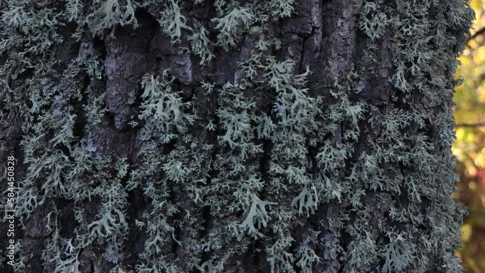 Beautiful forest during the day. Beautiful brown, gray trees covered with thick moss. The bark of the trees is covered with green moss. Beautiful forest during the day. Beautiful brown, gray trees covered with thick moss. The bark of the trees is covered with green moss.