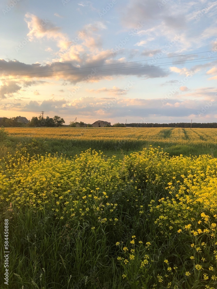 Obraz premium sunset over the field