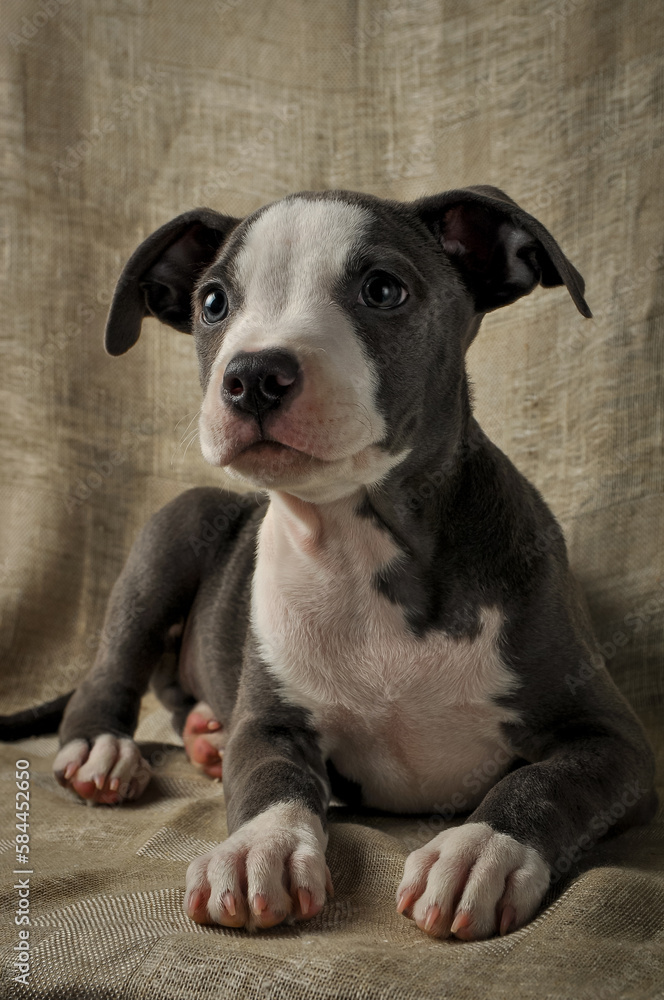  Pit bull puppy, puppy portrait, cute pit bull terrier in studio, merle puppy
