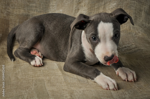  Pit bull puppy, puppy portrait, cute pit bull terrier in studio, merle puppy

