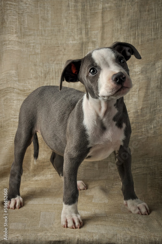  Pit bull puppy, puppy portrait, cute pit bull terrier in studio, merle puppy
