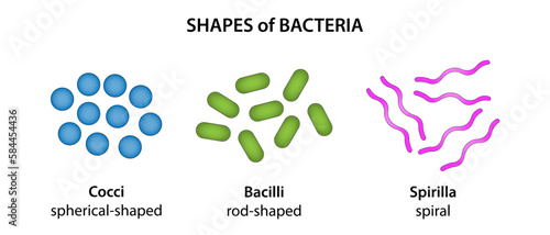 The three basic shapes of bacteria photo