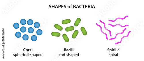 The three basic shapes of bacteria