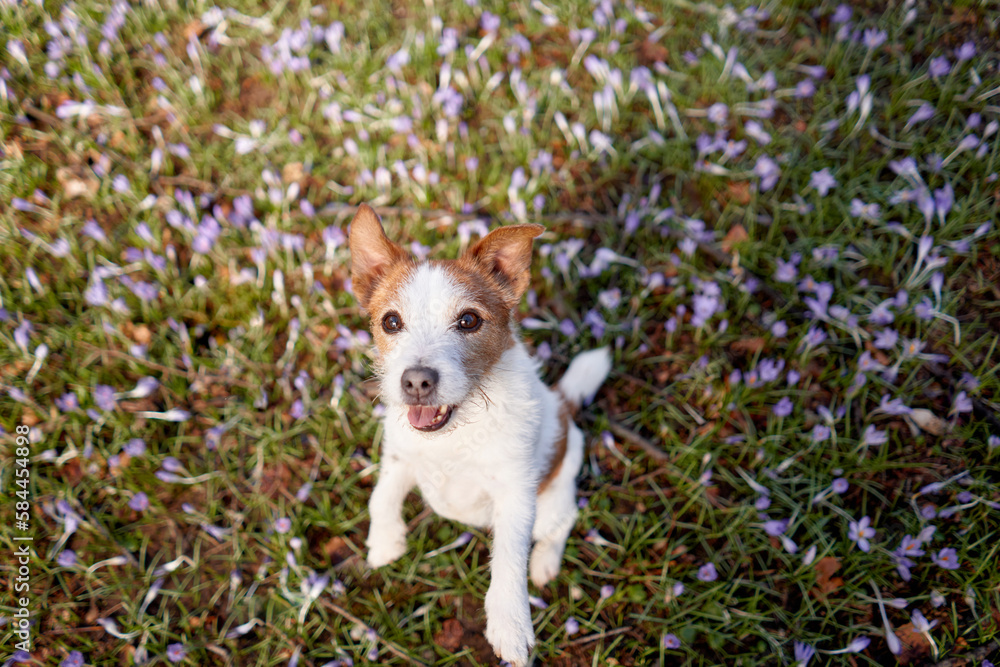dog in crocus flowers. Pet in nature outdoors. Jack Russell Terrier on the grass