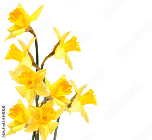 Spring decoration with yellow daffodils