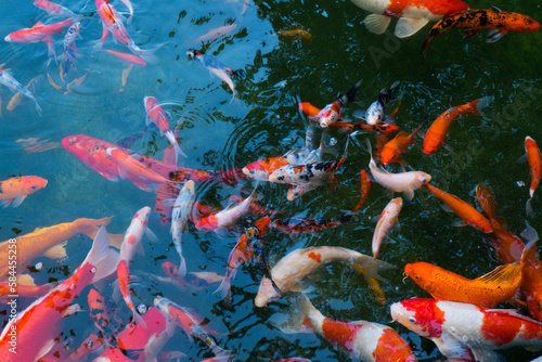 Canvas Print Colorful fancy carp fish (koi fish) in a garden pond in Japan,nishikigoi or orange carp