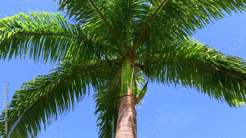 Palm tree on sky photo