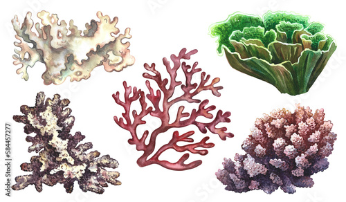 Fototapeta Naklejka Na Ścianę i Meble -  Corals set. Undersea world. Watercolor hand drawn. Aquarium, tropical, reef. Concept for label, business card and banner