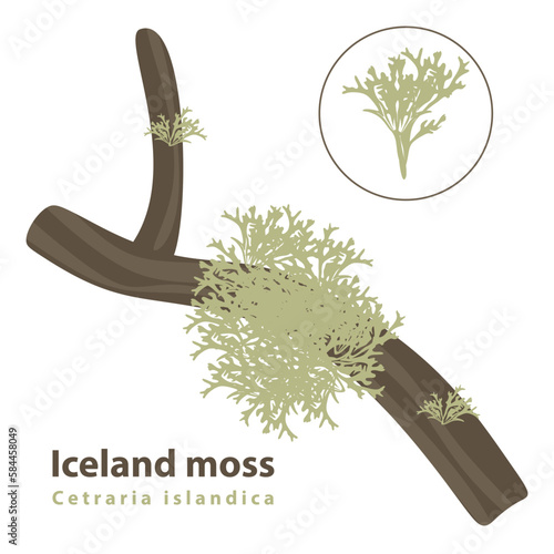 Iceland moss or Cetraria islandica on a tree and separately in Flat vector illustration