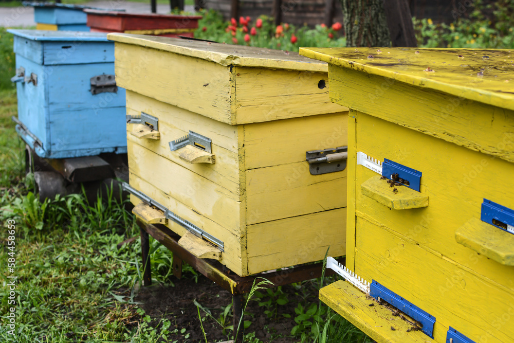 There is a beehive from a tree in the apiary. Multicolored bee houses are placed on the green grass. Private beekeeping enterprise. Honey healthy food products. There is a beehive from a tree in the apiary. Multicolored bee houses are placed on the green grass. Private beekeeping enterprise. Honey healthy food products.