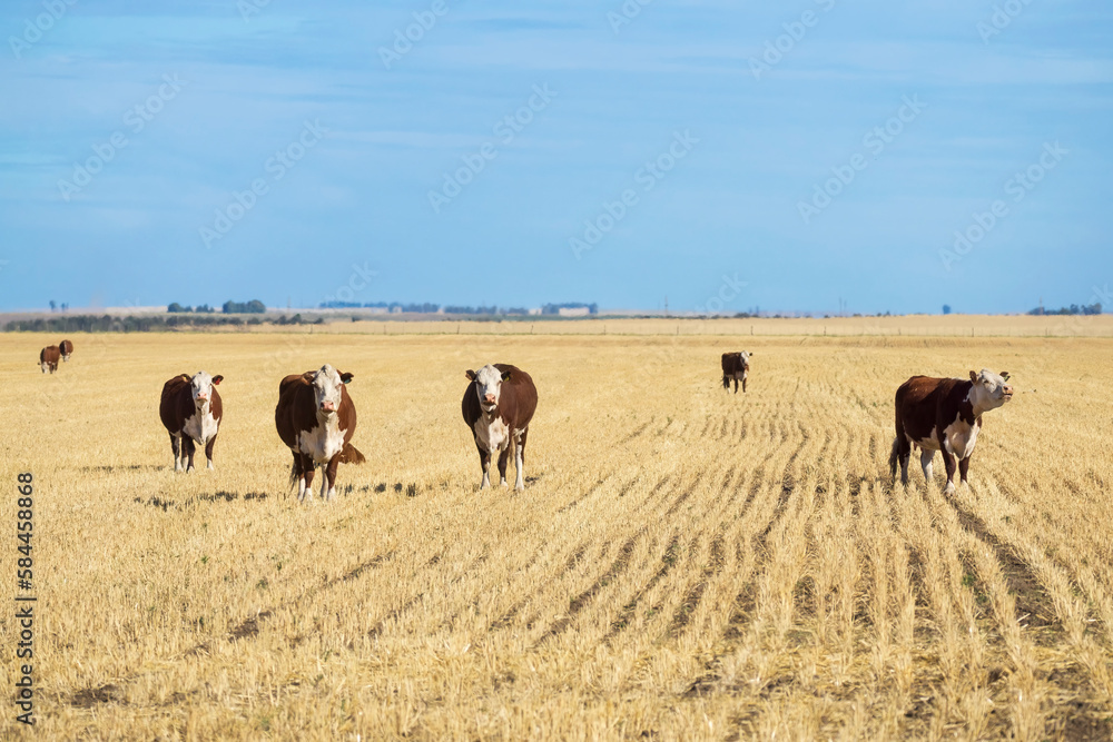 Group of Polled Hereford cows in a field of yellow pastures in Argentina