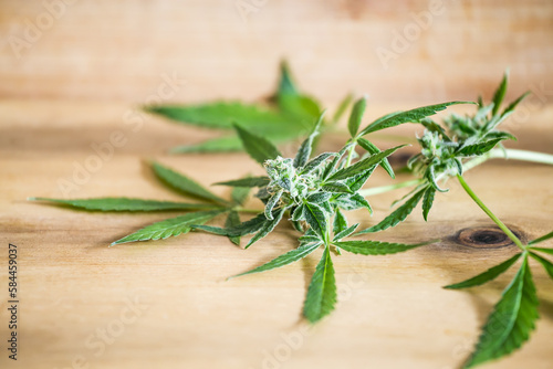 Marijuana leaves on background. Medical marijuana cannabis buds flowers.