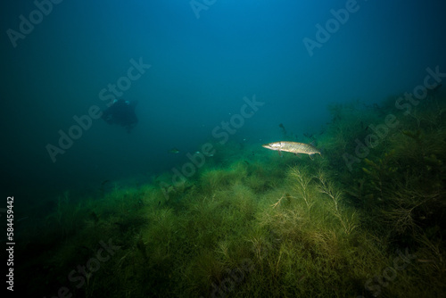 Fototapeta Naklejka Na Ścianę i Meble -  Europäischer Hecht (Esox lucius) unter Wasser mit Taucher im Hintergrund