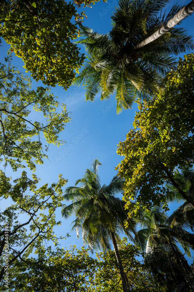 Palmen und tropische Bäume von unten, Playa Uvita im Parque Nacional Marino Ballena, Costa Rica Palmen und tropische Bäume von unten, Playa Uvita im Parque Nacional Marino Ballena, Costa Rica