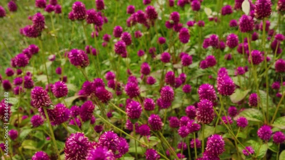 Close-up beautiful blooming globe amaranth Close-up beautiful blooming globe amaranth