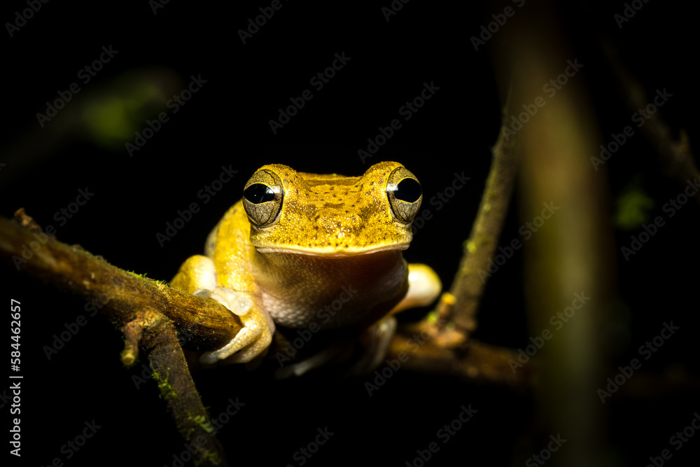 Obraz premium Portrait einer Kröte, evtl. Lütkens Guatemalakröte (Incilius luetkeni), Costa Rica