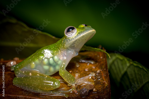 Bild auf Leinwand Glasfrosch mit Eiern im Buach, Makroaufnahme, Costa Rica