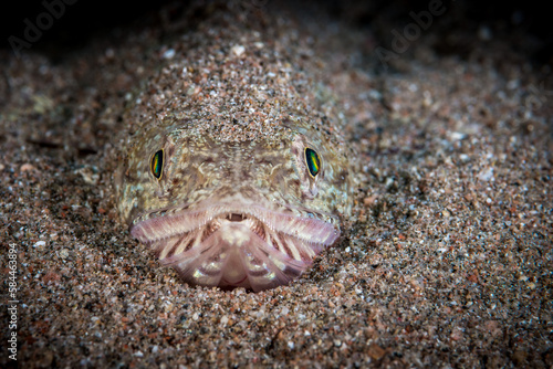 Eidechsenfisch (Synodontidae) von vorne, im Golf von Akaba, Rotes Meer photo