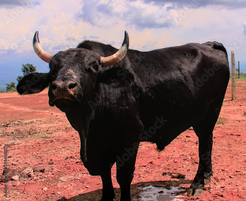 El toro Muñoz photo