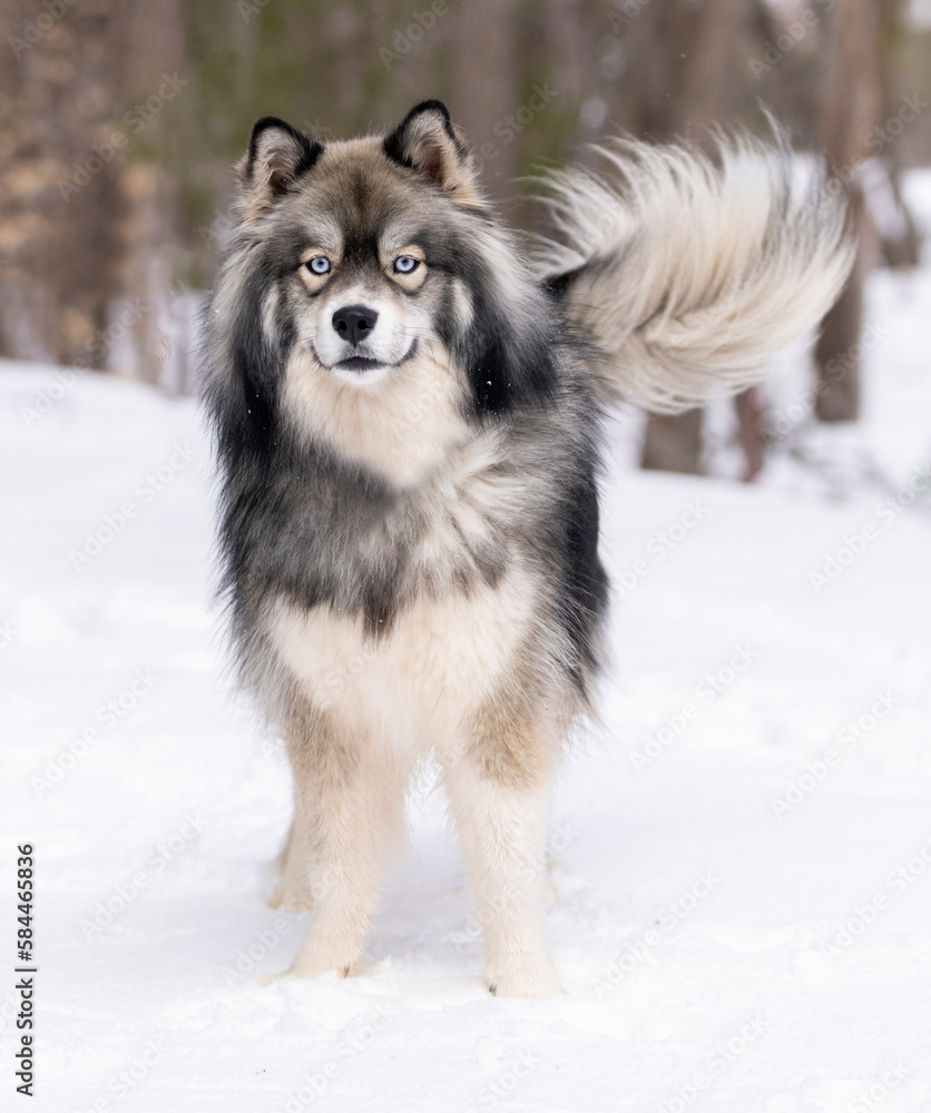 Fototapeta premium Mixed breed dog posing in the snow