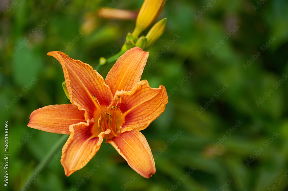 Orange lilies in the garden close-up. Selective focus Orange lilies in the garden close-up. Selective focus