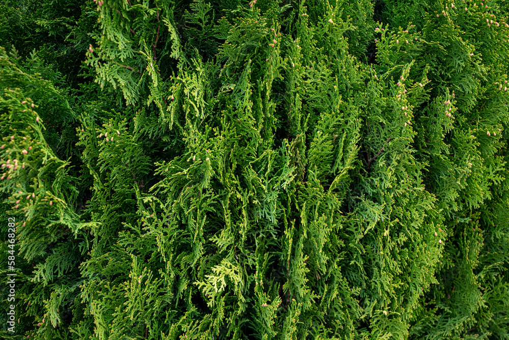 Green coniferous tree for the entire frame Green coniferous tree for the entire frame
