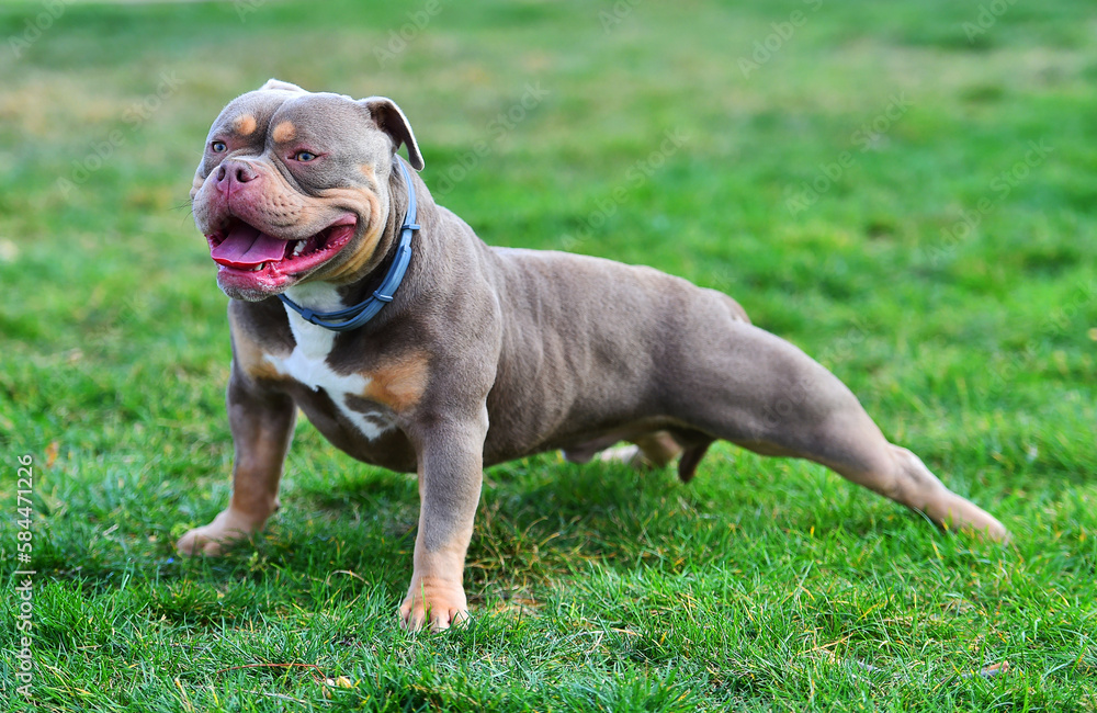 un impresionante perro de raza american bully
