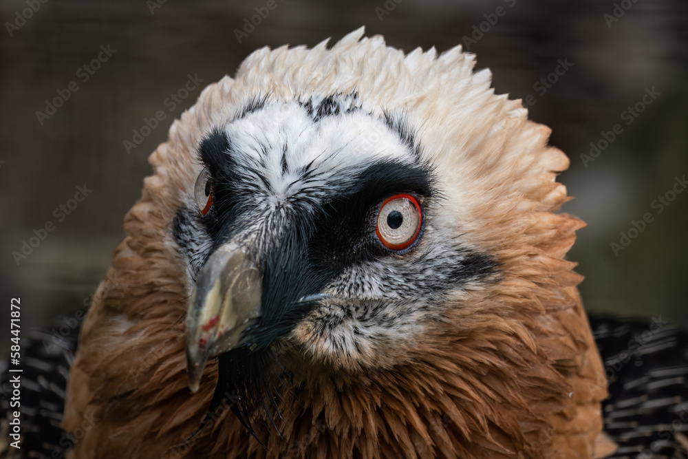 Eagle vulture bred portrait outdoors in nature. Eagle vulture bred portrait outdoors in nature.