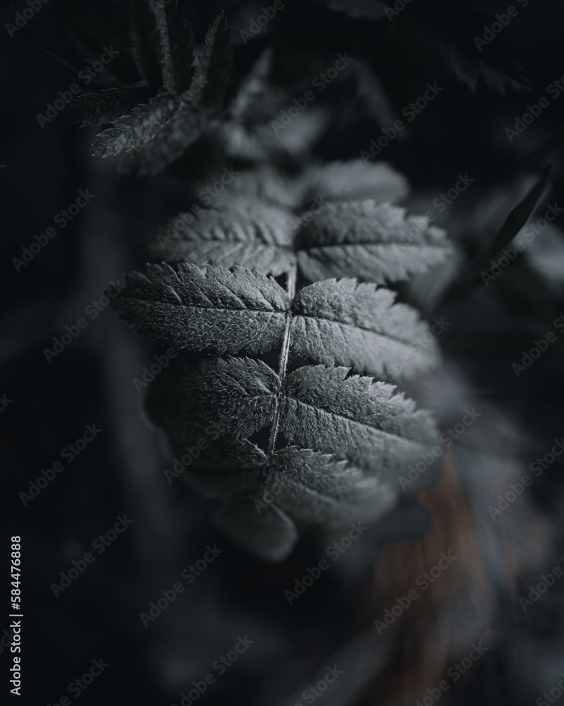 twig with leaves with distinct texture (selective focus)
