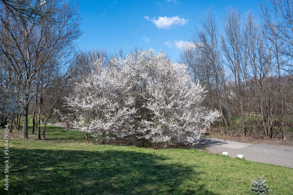Spring view of South Park in city of Sofia, Bulgaria Spring view of South Park in city of Sofia, Bulgaria