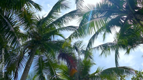 Swaying Coconut Trees and Sun Flare