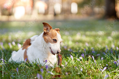 dog plays with a bump. Cute jack russell terrier lies on the grass. Pet outdoors, in the open air