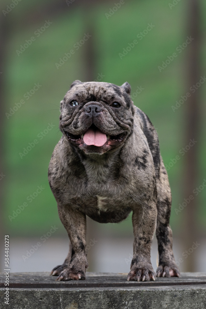 Cachorros Cachorros