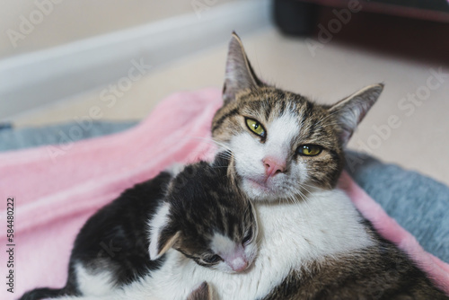 Close shot of newborn tabby kitten cuddling with cat mom . High quality photo