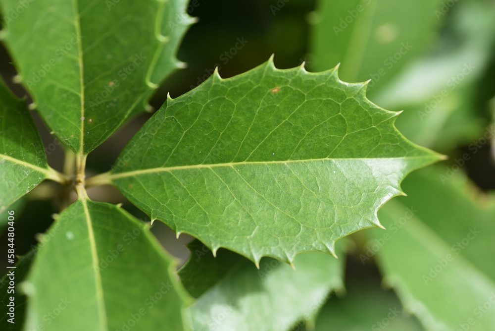 Fortune's osmanthus (Osmanthus×Fortunei) Hedges and leaves. Oleaceae Dioecious evergreen tree. It is often used for park trees and hedges because it is resistant to transplanting and air pollution. Fortune's osmanthus (Osmanthus×Fortunei) Hedges and leaves. Oleaceae Dioecious evergreen tree. It is often used for park trees and hedges because it is resistant to transplanting and air pollution.
