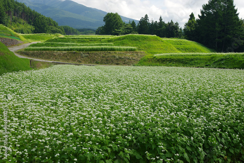 八ヶ岳山麓の蕎麦畑