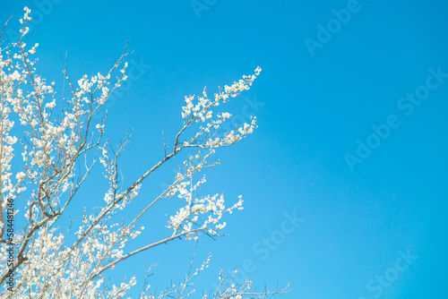 春イメージ 青空と梅の花