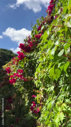 Leaves in the foreground with flowers and clouds in the background moved by the wind. Vertical Video.