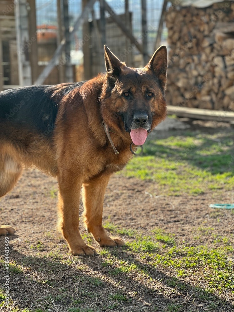 Naklejka premium german shepherd dog