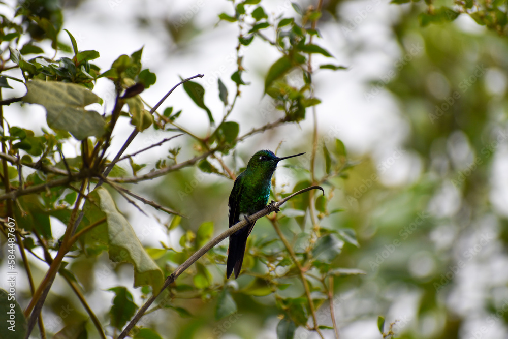 Obraz premium Hummingbird on a branch