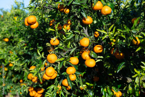 Big ripe tangerines hanging on tree branches in summer fruit garden