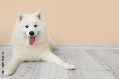Papier peint White Samoyed dog lying near beige wall