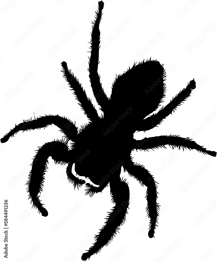 spider silhouette spider silhouette