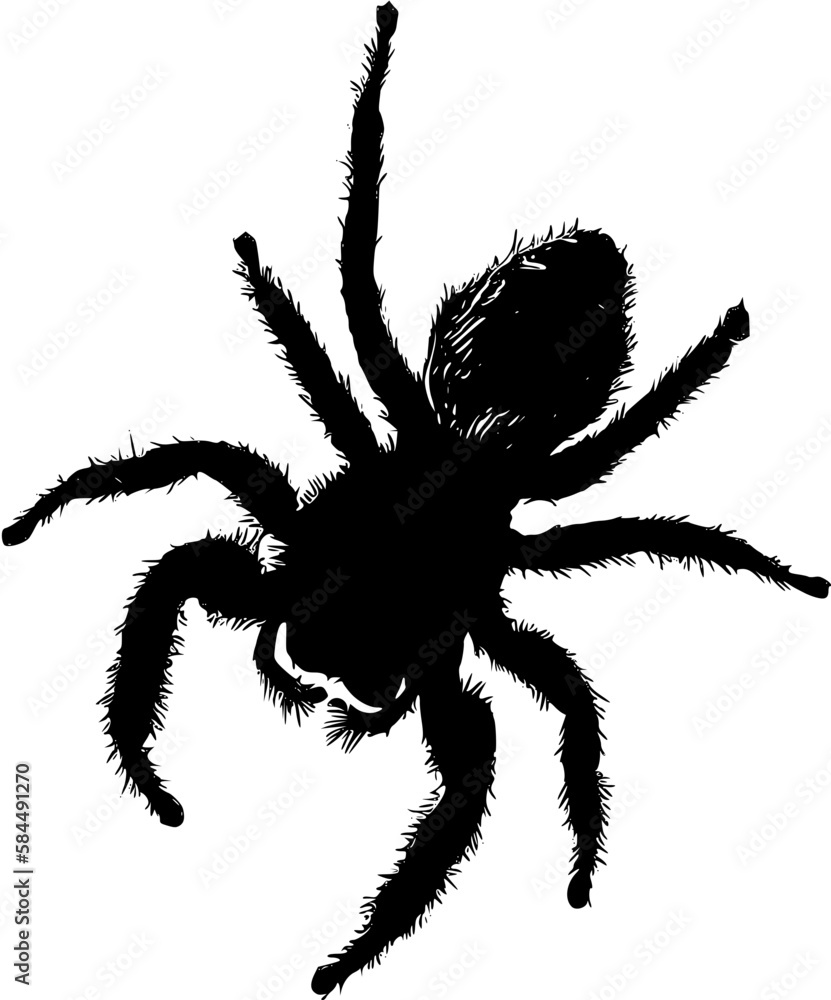 spider silhouette spider silhouette