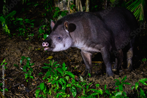 South American Tapir foraging at night  Atlantic Rainforest  Brazil